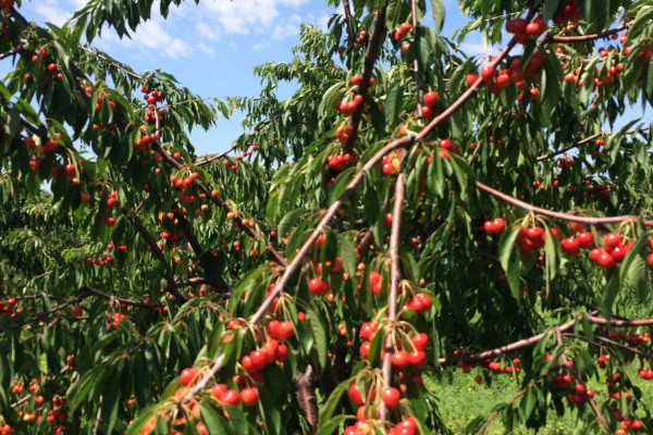 Черешневый сад в Херсонской области